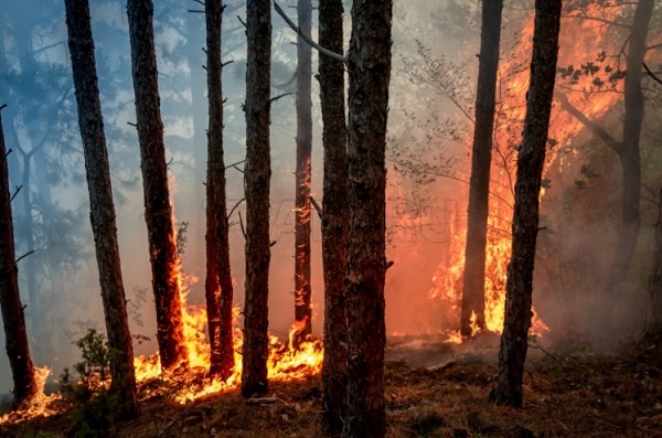 Лесной пожар в бурятском нацпарке потушили