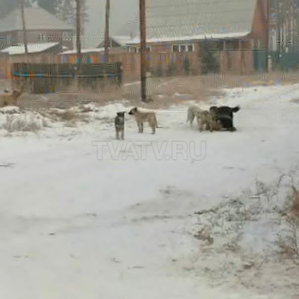 В Улан-Удэ свора собак растерзала девушку