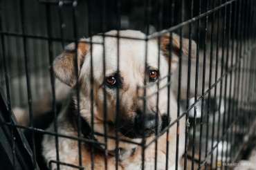 В районах Улан-Удэ заключили контракты на отлов собак