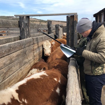 Фермеры из Бурятии отправили первую партию коров в Казахстан