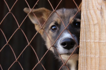 В Улан-Удэ отловили больше 10 тысяч бездомных собак