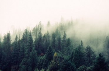 Ученые разработали новый способ защиты лесов