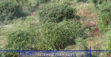 В Улан-Удэ высадят 24 тысячи саженцев