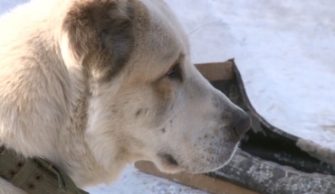 В Бурятии проверят информацию о массовом сжигании собак