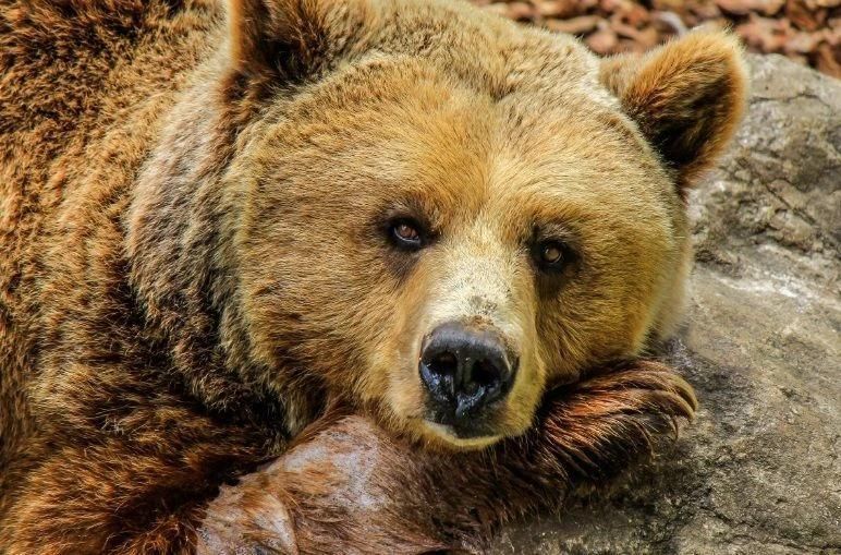 Вышли к людям: Бурятии за сутки застрелили 11 медведей Вышли к людям: Бурятии за сутки застрелили 11 медведей