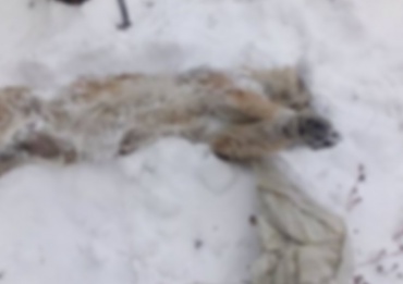 В Улан-Удэ обнаружили кладбище собак и кошек