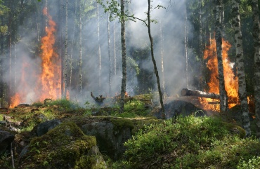 В Бурятии тушат шесть лесных пожаров 