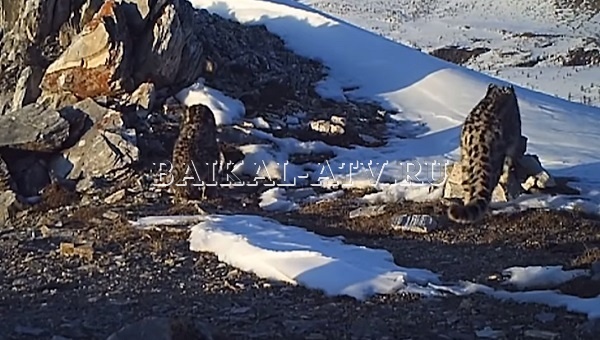 Фонд WWF снял документальный фильм про снежных барсов Бурятии
