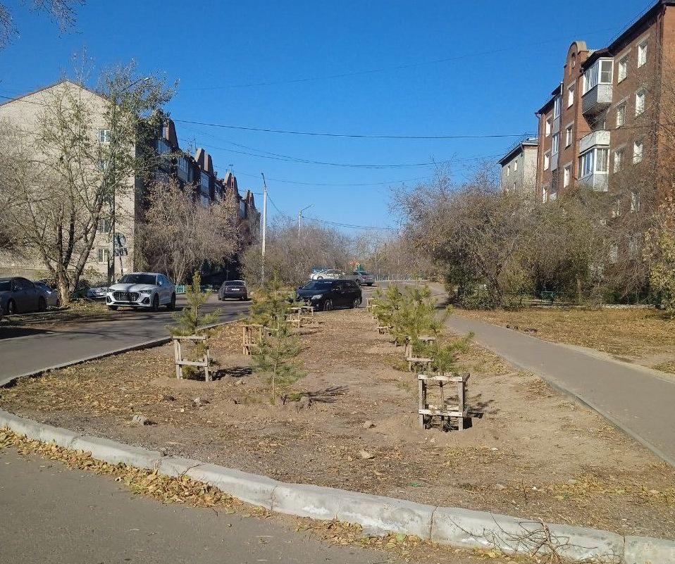 В Улан-Удэ на улице Путейской за день “выросли” молодые сосны В Улан-Удэ на улице Путейской за день “выросли” молодые сосны
