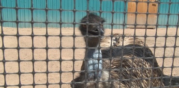В Верхнем Саянтуе появились на свет первые бурятские страусы