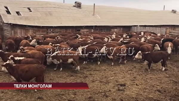 Фермеры Бурятии отправили  250 коров в Монголию