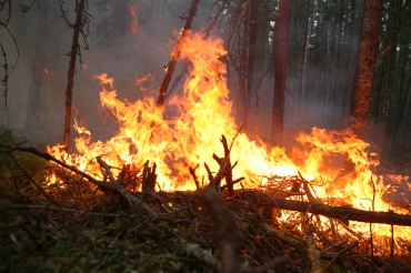 В Бурятии за сутки ликвидировано 15 очагов лесных пожаров