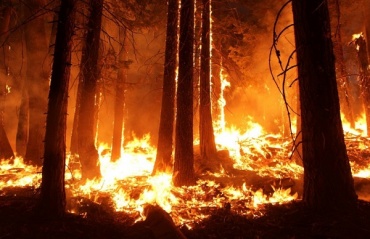 В Бурятии потушили 6 лесных пожаров