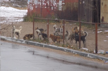 Администрация Улан-Удэ не может продолжать отлов бродячих собак