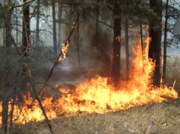 Почти 200 гектаров леса охвачено огнем в восьми районах Бурятии