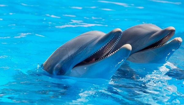 Большинство дельфинов - «правши»
