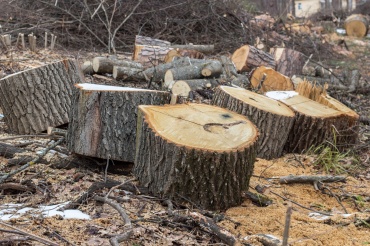В Курумканском районе обнаружили незаконную рубку деревьев 