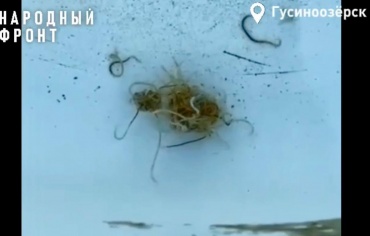 Жители Бурятии нашли в воде жуткое насекомое 