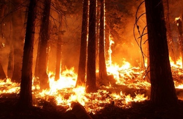 В Бурятии тушат 10 лесных пожаров