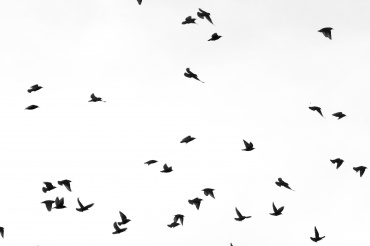 В Бурятии проведут учет численности редких птиц в Алтачейском заказнике