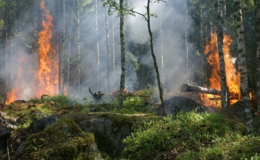 В Баргузинском заповеднике тушат 2 грозовых пожара