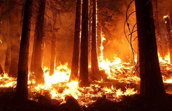 В Баунтовском районе тушат лесной пожар