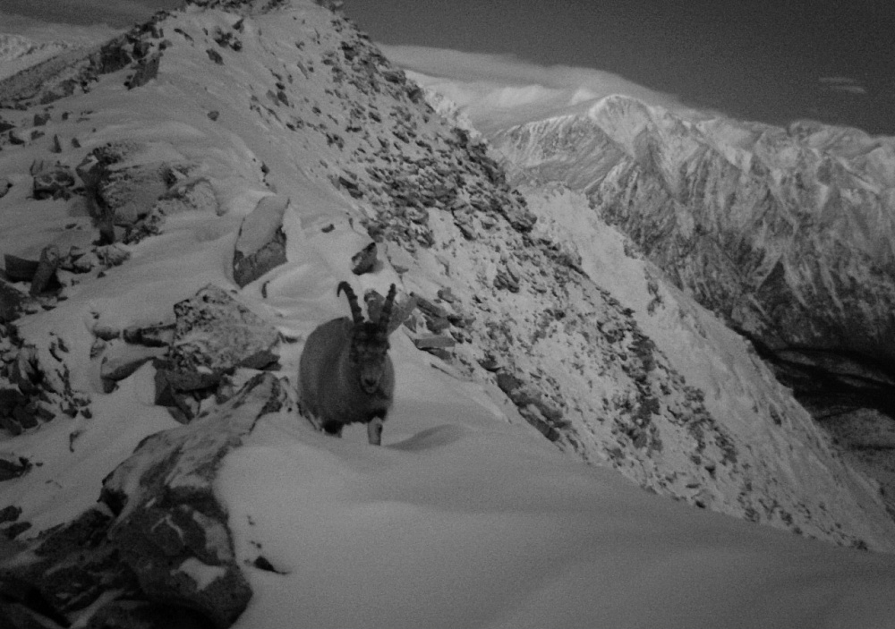 Настроение не праздничное: в Бурятии фотоловушка нацпарка поймала козерога Настроение не праздничное: в Бурятии фотоловушка нацпарка поймала козерога