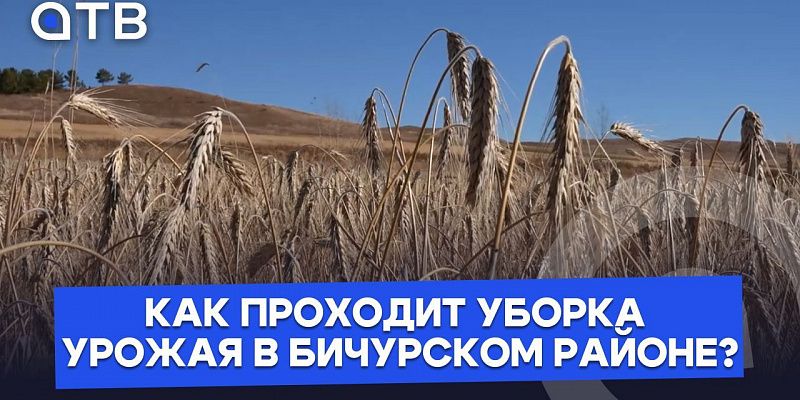 «Что посеешь, то и пожнёшь» | Как проходит уборка урожая в Бичурском районе?