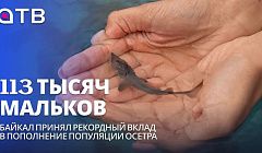 113 тысяч мальков: Байкал принял рекордный вклад в пополнение популяции осетра