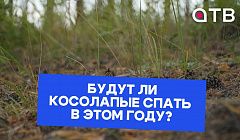 Медведи-шатуны в Бурятии. Будут ли косолапые спать в этом году?