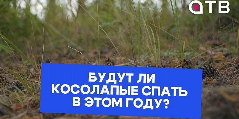 Медведи-шатуны в Бурятии. Будут ли косолапые спать в этом году?