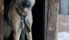 За сентябрь в Улан-Удэ отловили более 250 собак