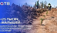 +25 тысяч «малышей». Бурятский лес продолжает пополняться молодыми соснами| Репортаж с высадки