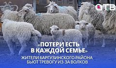 «Потери есть в каждой семье»: Жители Баргузинского района бьют тревогу из-за волков