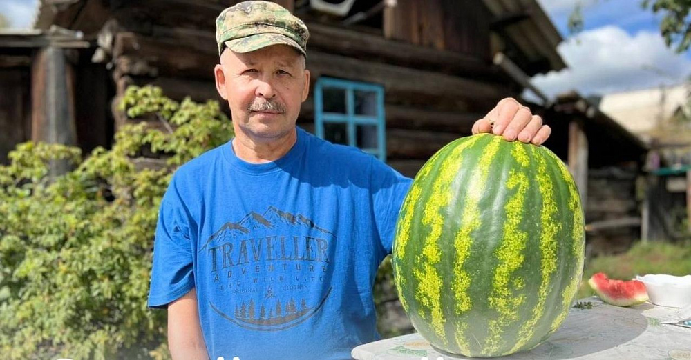 Пенсионер из Бурятии собрал небывалый урожай арбузов
