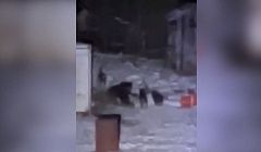 В районе Бурятии медведь пробрался на территорию кафе