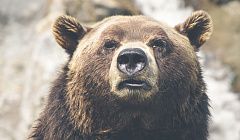 В Бурятии за неделю застрелили 51 медведя