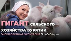 Гигант сельского хозяйства Бурятии. Эксклюзивная экскурсия по «Сибагро»