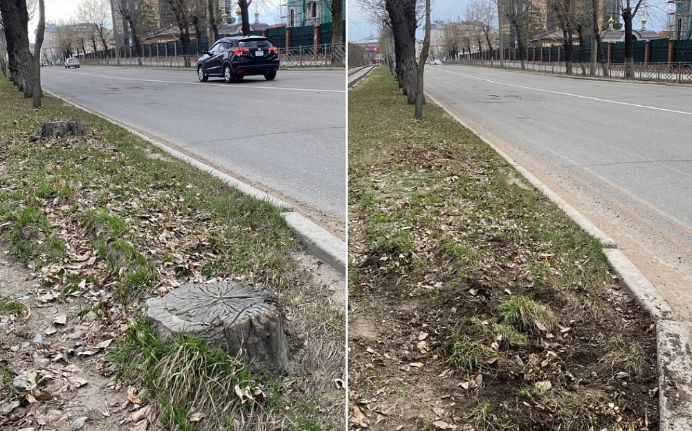 В Улан-Удэ уничтожают старые пеньки В Улан-Удэ уничтожают старые пеньки