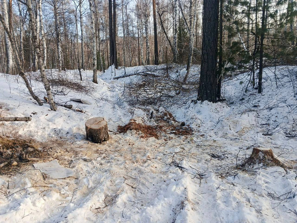 В Бичурском районе Бурятии поймали «чёрного» лесоруба В Бичурском районе Бурятии поймали «чёрного» лесоруба