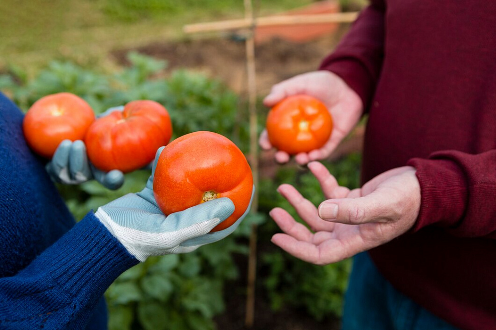 Московские эксперты подтвердили опасное превышение нитратов и пестицидов в бурятских овощах Московские эксперты подтвердили опасное превышение нитратов и пестицидов в бурятских овощах