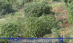 В Улан-Удэ высадят 24 тысячи саженцев