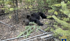 В Бурятии полицейские застрелили агрессивного медведя