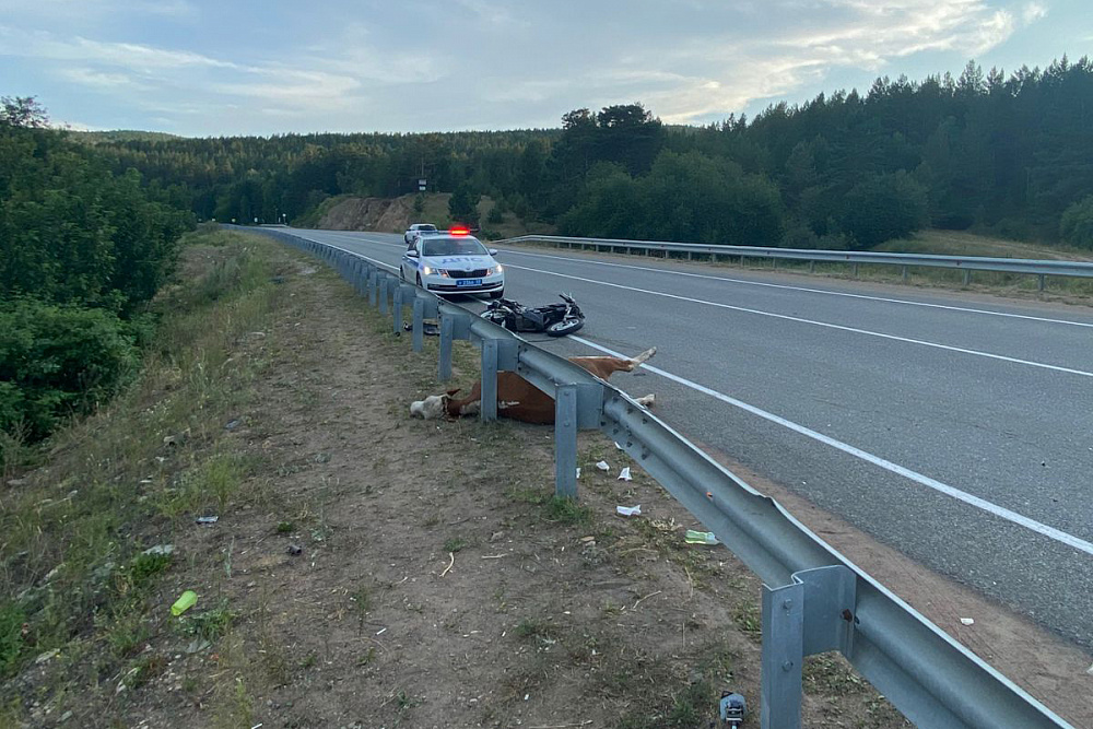 В Бурятии двое подростков на «Хонде» врезались в корову и попали в больницу В Бурятии двое подростков на «Хонде» врезались в корову и попали в больницу