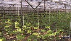 Популярные огурцы скоро появятся в магазинах Улан-Удэ