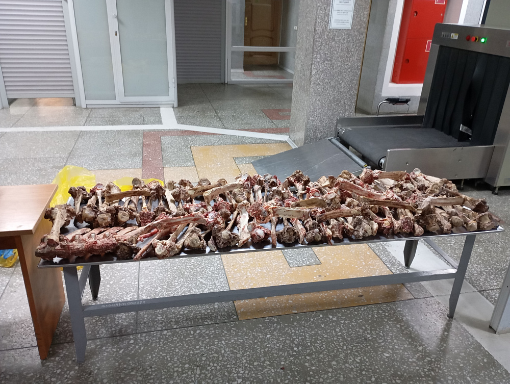 В Бурятии пытались ввезти кости без документов В Бурятии пытались ввезти кости без документов