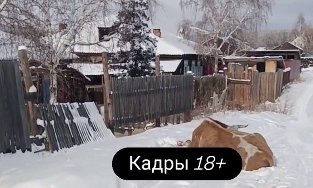 Истекающая кровью корова попала на видео в районе Бурятии Истекающая кровью корова попала на видео в районе Бурятии