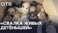 «Свалка живых детёнышей». Коробку с двадцатью щенками нашли в Бурятии