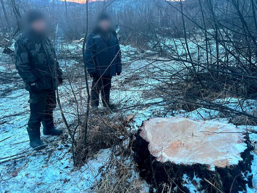 Житель Бурятии при заготовке дров нанес ущерб лесному фонду на 3,7 млн рублей Житель Бурятии при заготовке дров нанес ущерб лесному фонду на 3,7 млн рублей