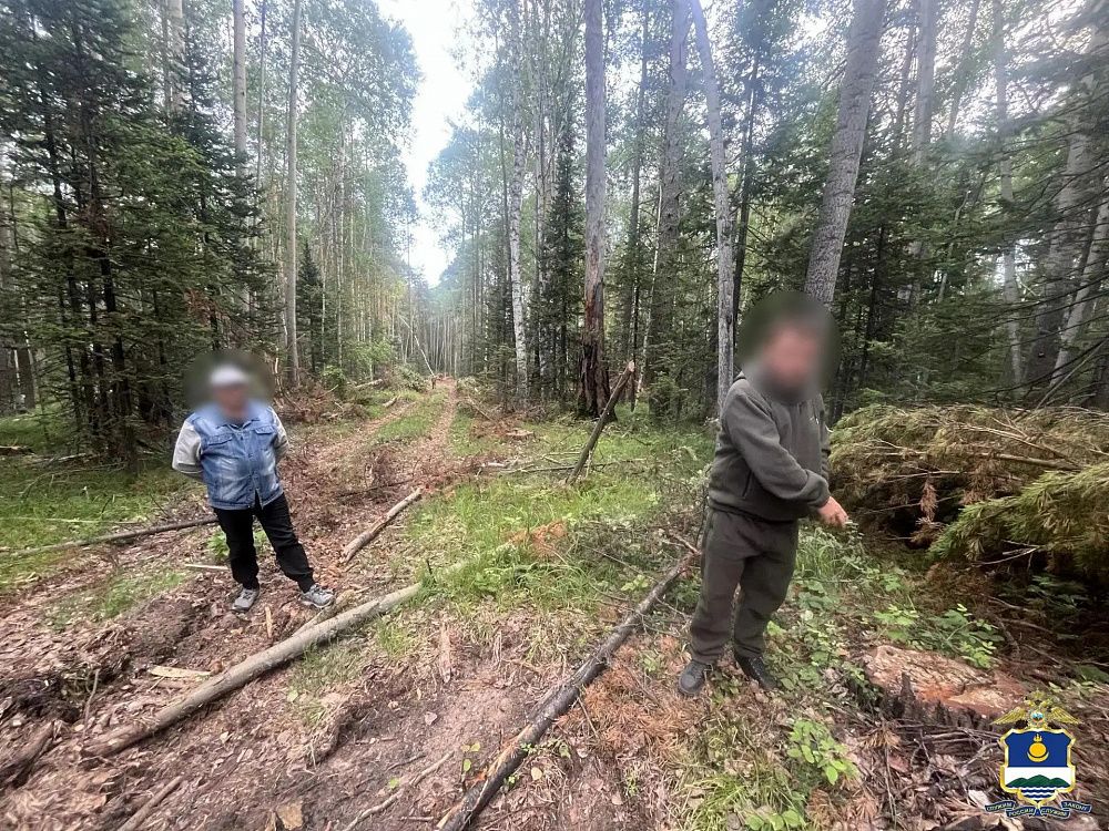 Житель Бурятии спилил лес на 14 миллионов рублей и продал его за 200 тысяч Житель Бурятии спилил лес на 14 миллионов рублей и продал его за 200 тысяч